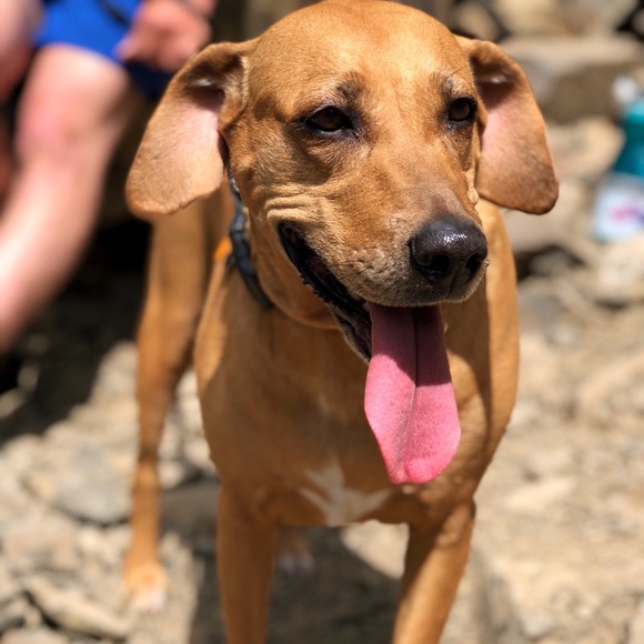 Meet your Posher, Tasha - Picture 6 of 8